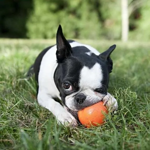 WestPawJiveLifestyleOrange_1400x Search and rescue K9 training with durable orange ball toy in the field