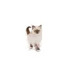 Royal Canin Kitten Dry Food