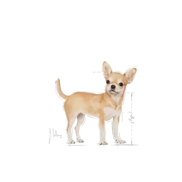 Royal Canin Chihuahua Adult Dry Food