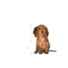 Royal Canin Dachshund Puppy Dry Food