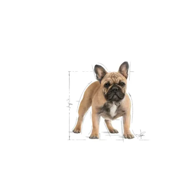 BHN FRENCH BULLDOG ADULT4 Royal Canin French Bulldog Adult Dry Food