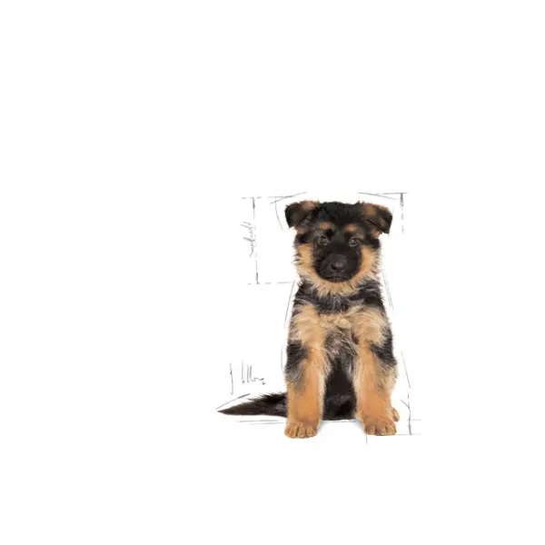Royal Canin German Shepherd Puppy Dry Food