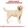Royal Canin Labrador Retriever Adult Dry Food