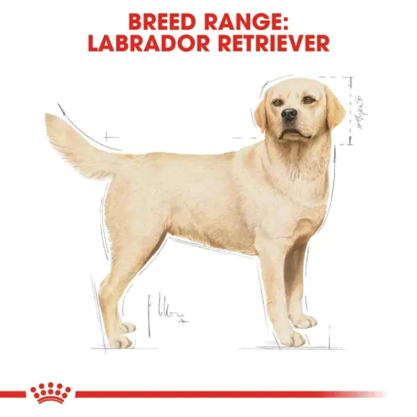 Royal Canin Labrador Retriever Adult Dry Food