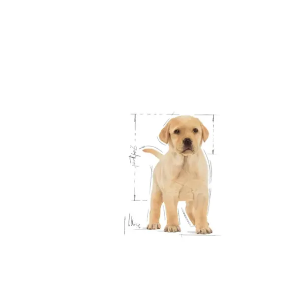 Royal Canin Labrador Retriever Puppy Dry Food