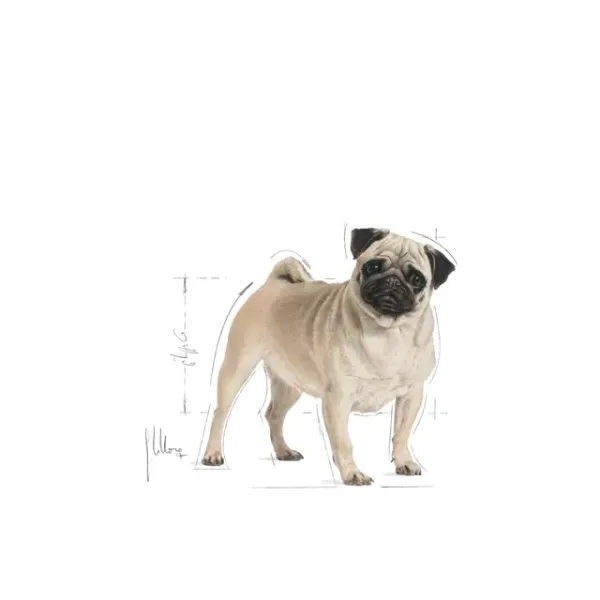 Royal Canin Pug Adult Dry Food