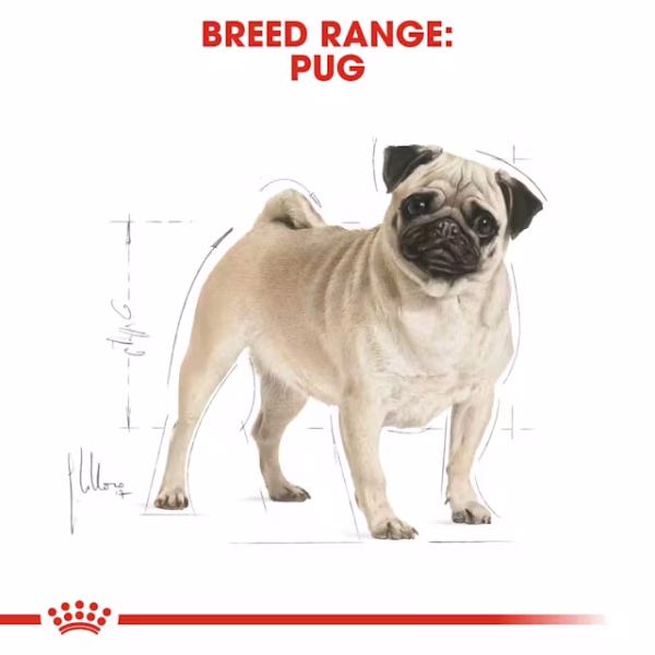 Royal Canin Pug Adult Dry Food