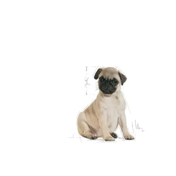 BHN PUG JUNIOR4 Royal Canin Pug Junior Dry Food