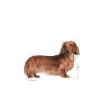 Royal Canin Dachshund Wet Food