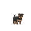 Royal Yorkshire Terrier Puppy Dry Food