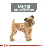 Royal Canin Mini Dental Care Dry Food