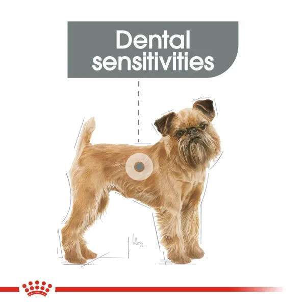 Royal Canin Mini Dental Care Dry Food