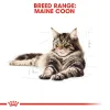 RC-FBN-MaineCoon-CV-Eretailkit-1_Med._Res.___Basic_200071 Royal Canin Maine Coon Adult Dry Food