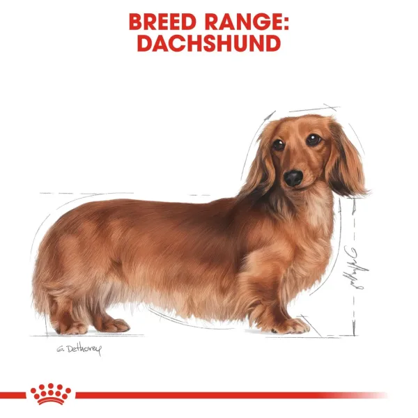 Royal Canin Dachshund Breed Illustration Illustration of a Dachshund dog used in Royal Canin’s breed range packaging, highlighting the breed’s distinctive long body and short legs.