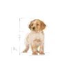 Royal Canin Medium Junior Puppy Dry Food
