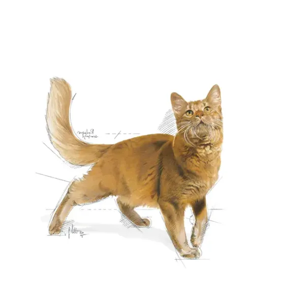 Royal Canin Fit 32 Dry Food