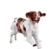 eukanuba-adult-medium-breed-facing-illustration-2019-restage Eukanuba ActivAdvantage Medium Breed Adult