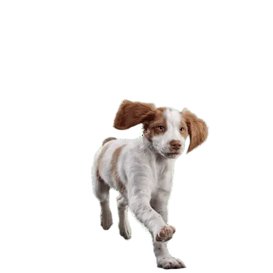 Eukanuba ActivAdvantage Medium Breed Puppy