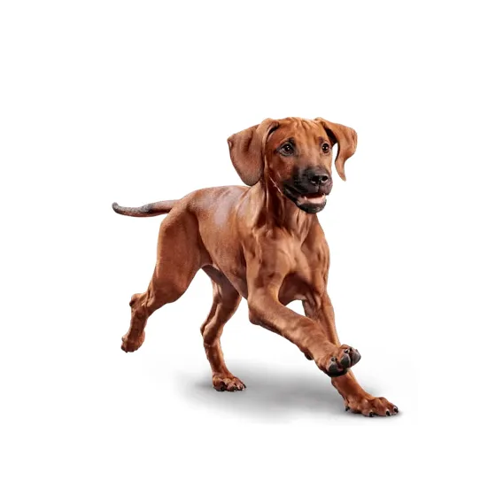 Eukanuba ActivAdvantage Large Breed Puppy