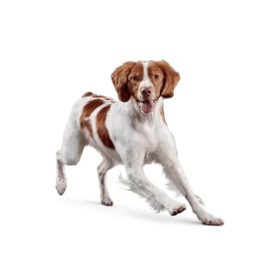 Eukanuba ActivAdvantage Medium Breed Senior