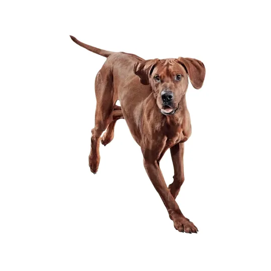 Eukanuba ActivAdvantage Large Breed Senior