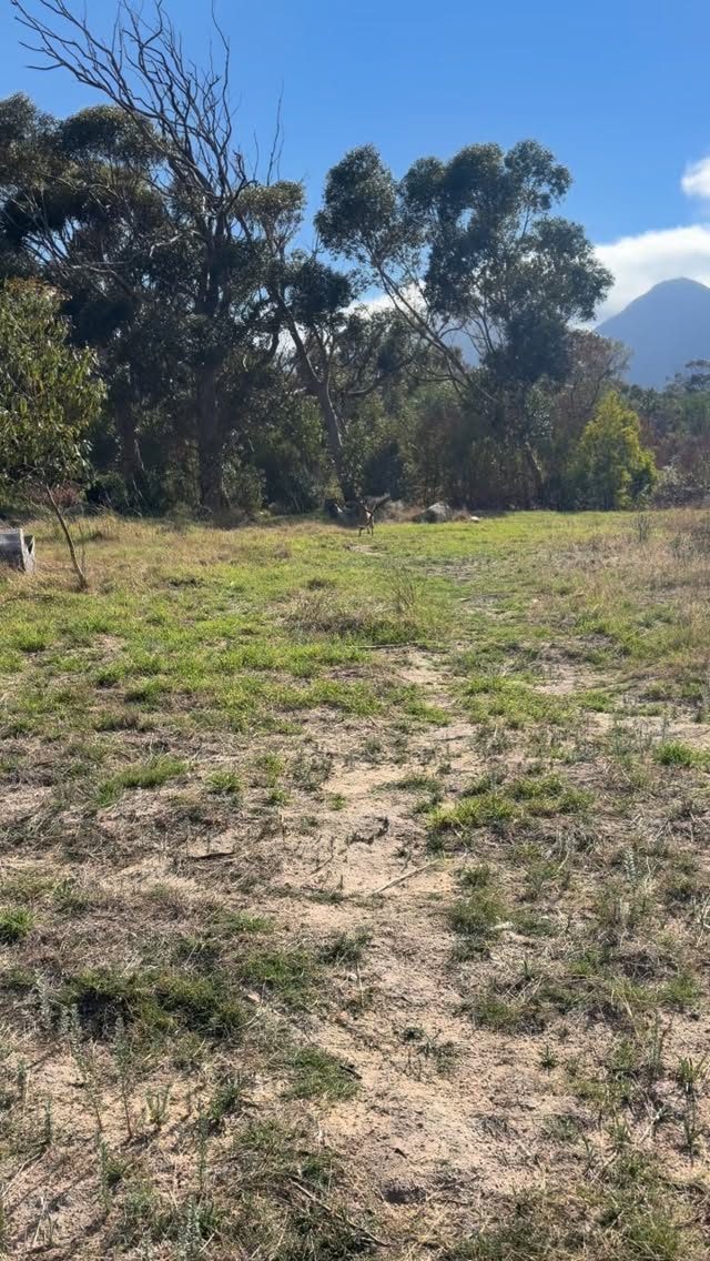 Instagram post from smart_tac_k9. This post is in position 1.