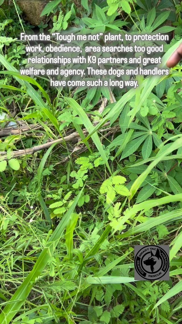 Instagram post from smart_tac_k9. This post is in position 4.