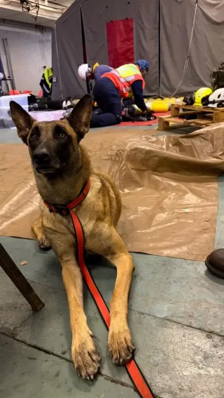 Instagram post from smart_tac_k9. This post is in position 2.
