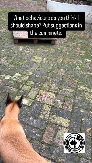 Instagram post from smart_tac_k9. This post is in position 3.